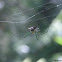 Orchard spider