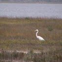 Great Egret