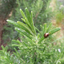 Rosemary Beetle