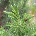 Rosemary Beetle
