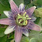 Passion flower