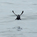 Sooty Shearwater