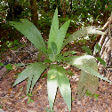 Asterogyne Palm