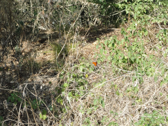Spotting Image 1