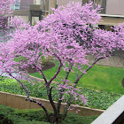Eastern Redbud