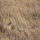  Asiatic jackal