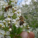 bee , abeja