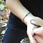 Water Snake