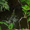 J.c Lizard running in water