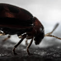 Bean Leaf Beetle
