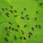 ant