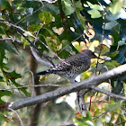 Northern Flicker