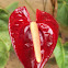 Anthurium