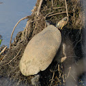 Eastern Painted Turtle