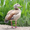 Egyptian Goose