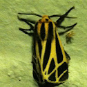 Harnessed Moth