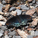 Red Spotted Purple