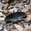 Red Spotted Purple