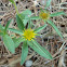 Spiny Golden Star