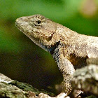 Eastern fence lizard