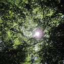 trees
