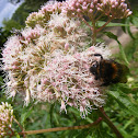 Hemp-agrimony