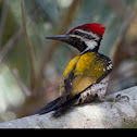 Flameback Woodpecker