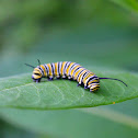 Monarch Caterpillar