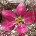 Cherry blossom