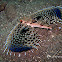 Oriental Flying Gurnard