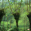 living fences of costa rica