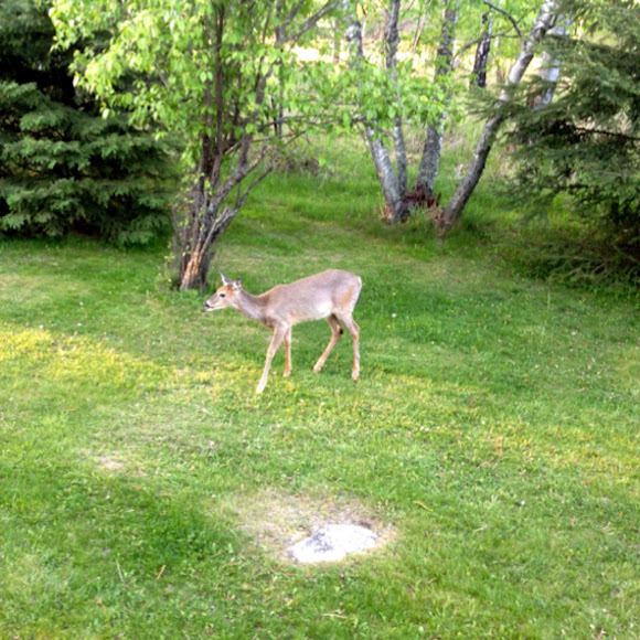 Spotting Image 1