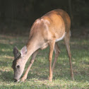 White-Tailed Deer