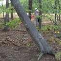 American beech