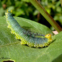 88 butterfly caterpillar