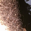 Opiliones