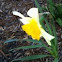Dafodil 