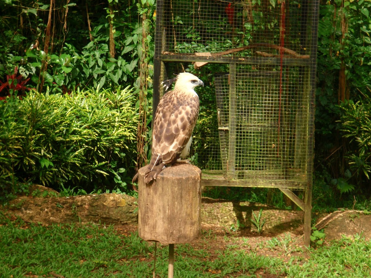 Philippine Eagle