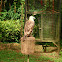 Philippine Eagle