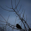 American Robin