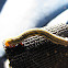 Chlenias Moth (caterpillar)