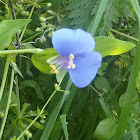 Dayflower