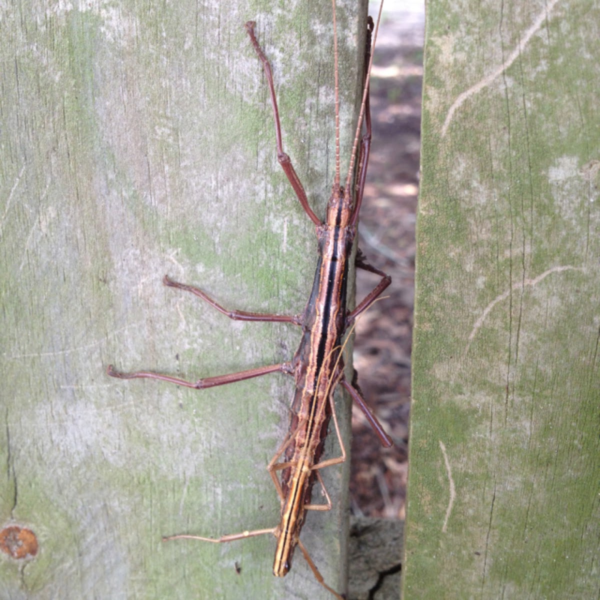 Southern Two-striped Walkingstick (mating pair)