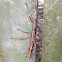 Southern Two-striped Walkingstick (mating pair)
