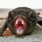 Gould's Wattled Bat