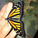 Monarch
