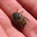 Bumble Flower Beetle