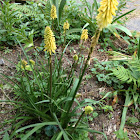 Yellow torch flower
