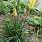 Yellow torch flower
