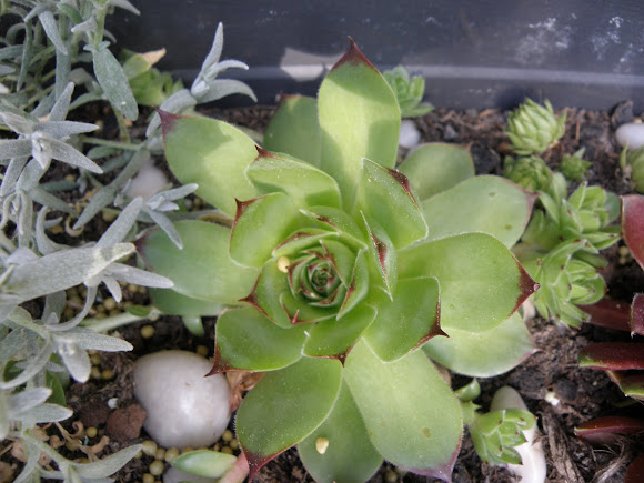 Spotting Image 1